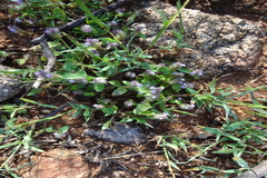 Justicia japonica